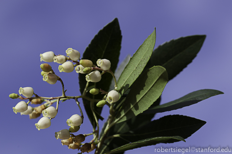 strawberry tree